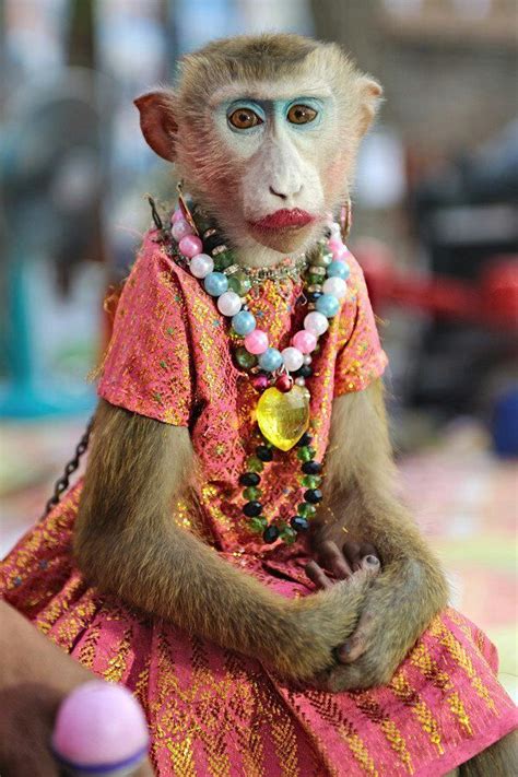 funny female monkey images